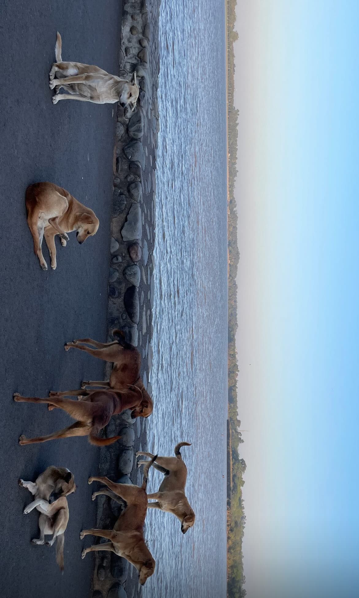 Two dogs playing