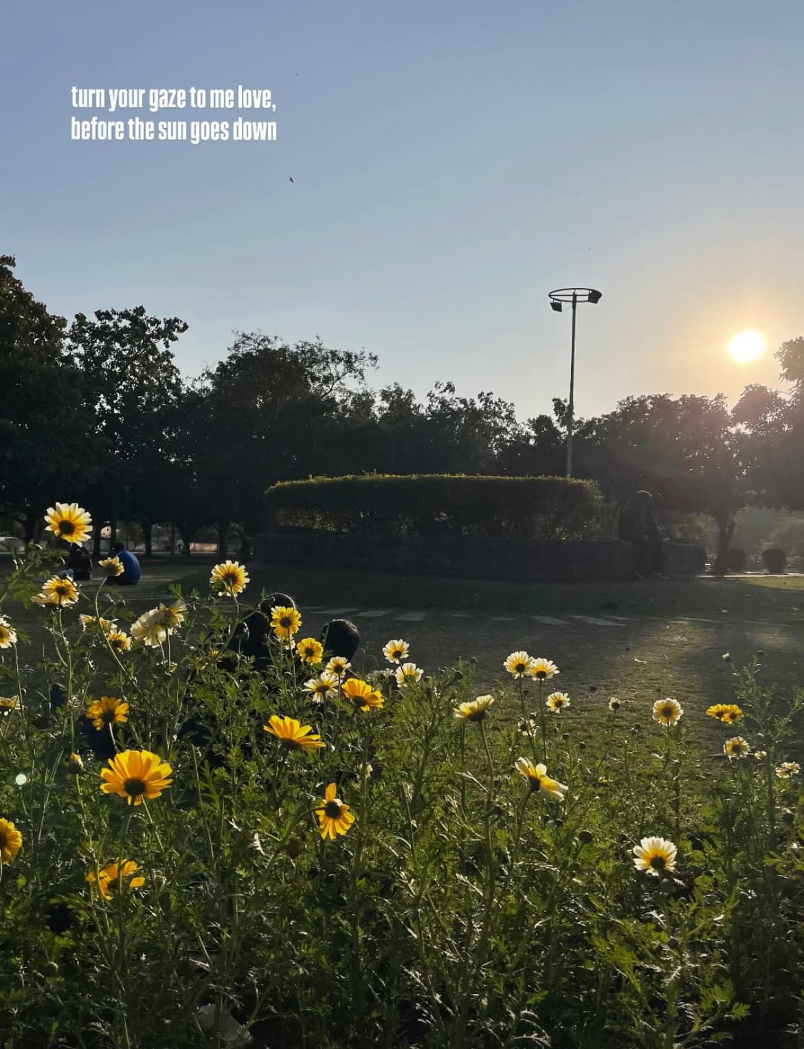 Flowers silhouetted against a sunset sky