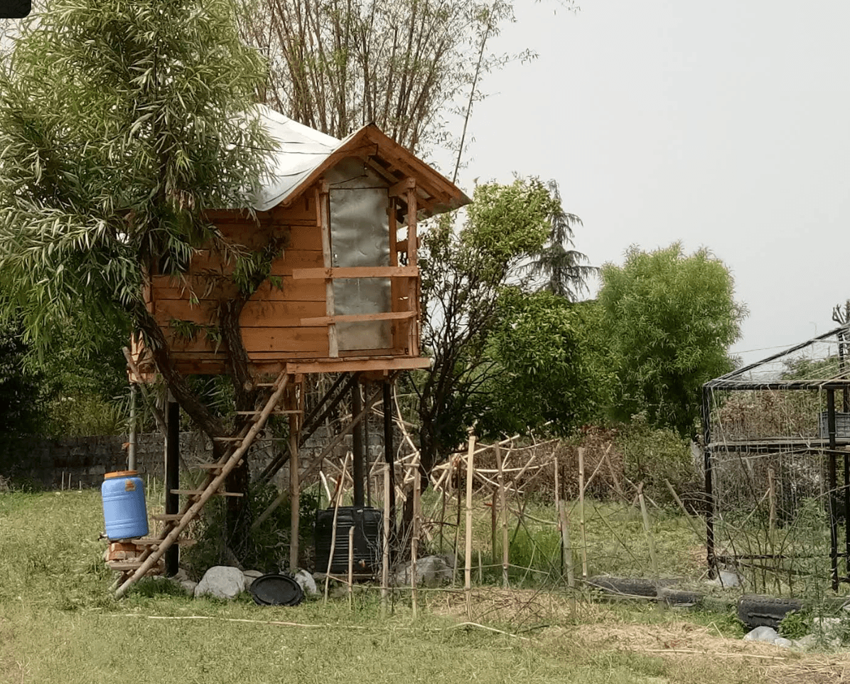 the tiny wooden treehouse